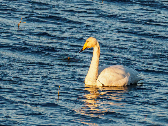 Whooper Swan - Cygnus cygnus
