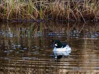 Goldeneye