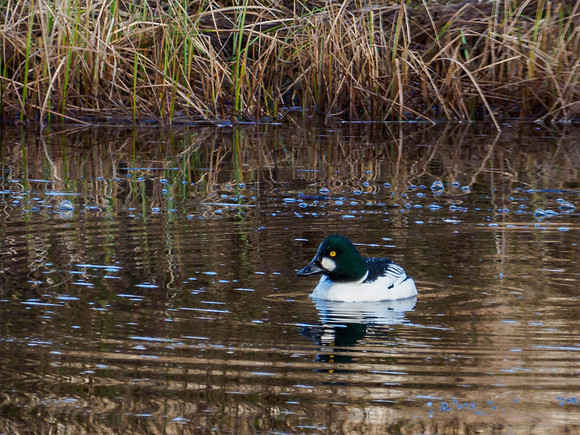 Goldeneye