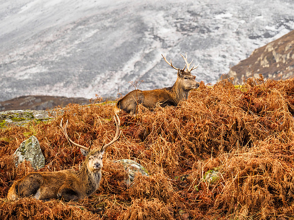 Glen Cannich Stags