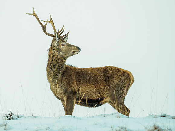 Glen Garry Red Deer