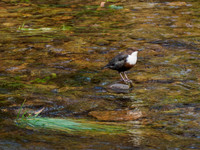 Dipper