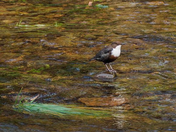 Dipper