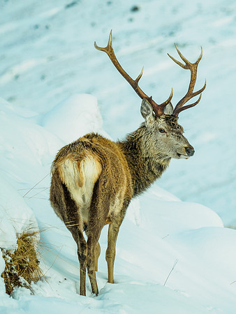 Glen Garry Red Deer