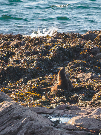 Otters