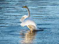 Whooper Swan - Cygnus cygnus