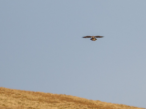 Common Buzzard