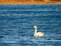 Whooper Swan - Cygnus cygnus