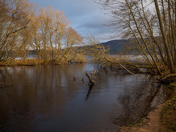 Urquhart Bay Wood