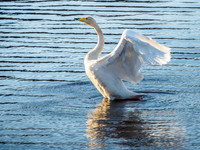 Whooper Swan - Cygnus cygnus