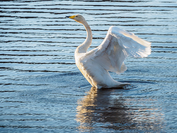 Whooper Swan - Cygnus cygnus
