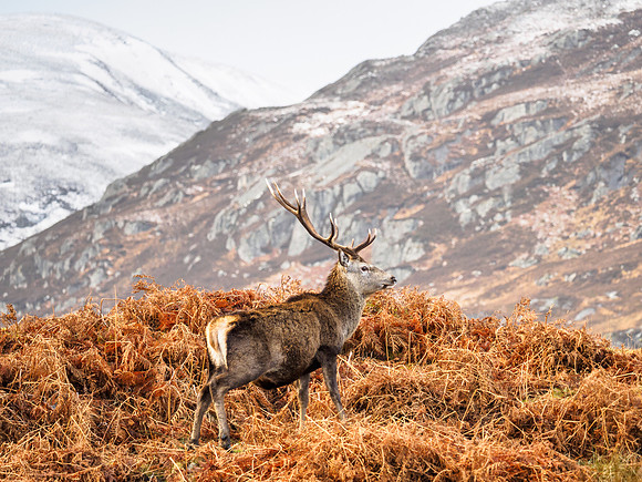 Glen Cannich Stag