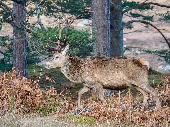 Red Deer Stag