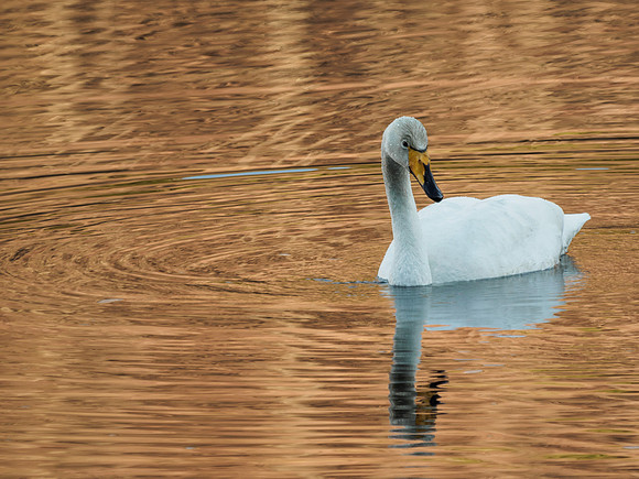 Whooper Swan