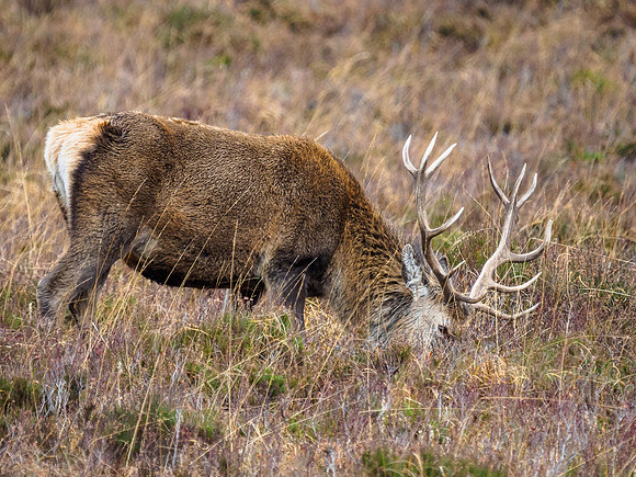 Glen Cannich Stag