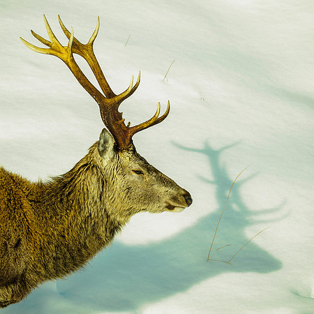 Glen Garry Red Deer