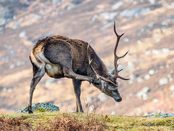 Glen Cannich Stag
