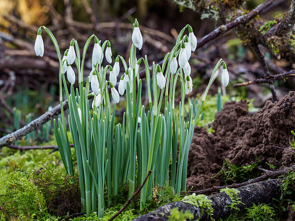 Snowdrops