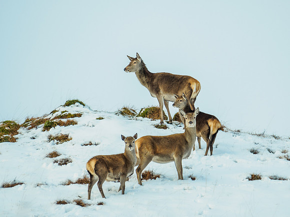 Glen Garry Red Deer