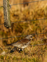 Fieldfare