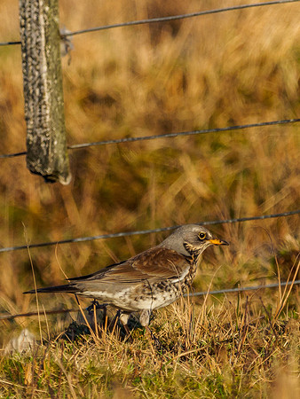 Fieldfare