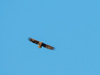 White-tailed Eagle or Sea Eagle