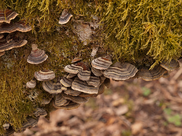 20110319-Urquhart Bay Woods-P3191507