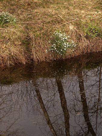 20110320-Urquhart Bay Woods-P3201523
