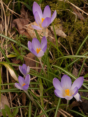20110319-Urquhart Bay Woods-P3191506