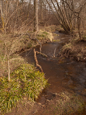 20110320-Urquhart Bay Woods-P3201516