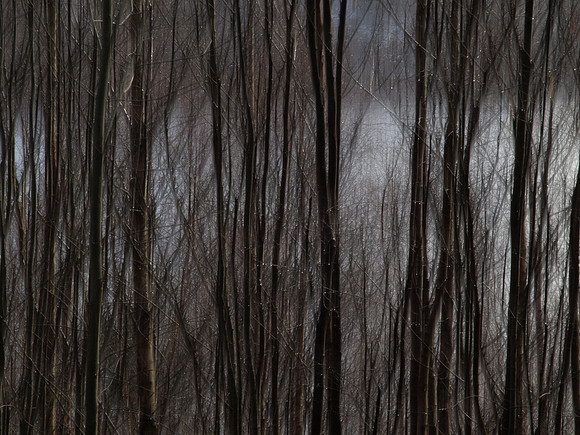 20110311-Altsigh-P3111213