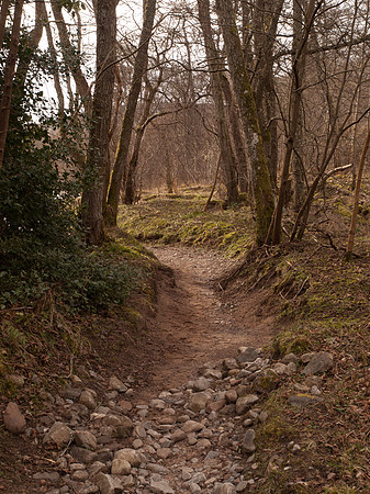 20110319-Urquhart Bay Woods-P3191501