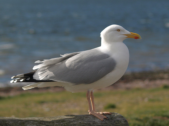 20110317-Fortrose-P3171405_cr