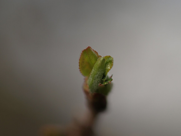 20110325-Garden-P3251585