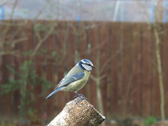 20110326-Garden Birds-P3261613