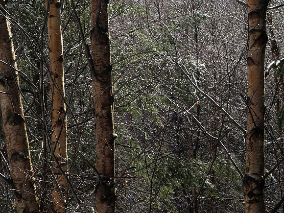 20110311-Altsigh-P3111254