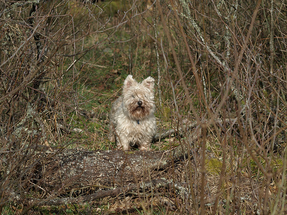 20110325-Urquhart Bay Woods-P3251610