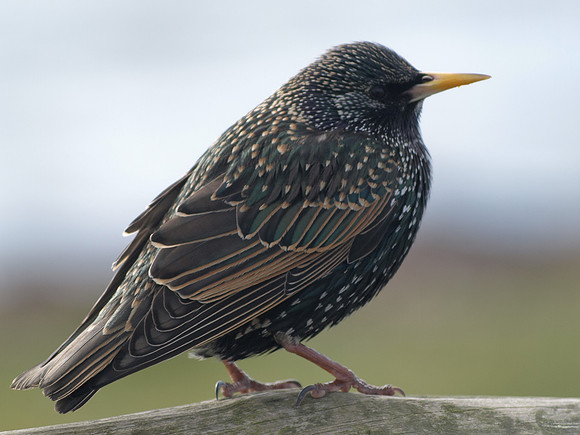 20110317-Fortrose-P3171397