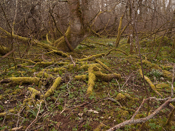 20110319-Urquhart Bay Woods-P3191493