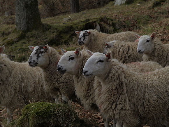 20110305-Kinloch Rannoch-P3051098