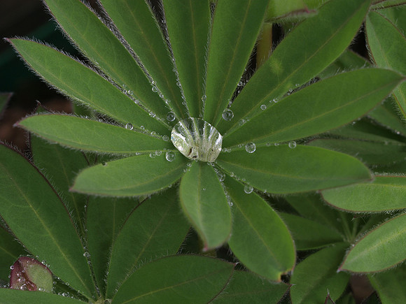 20110325-Garden-P3251592