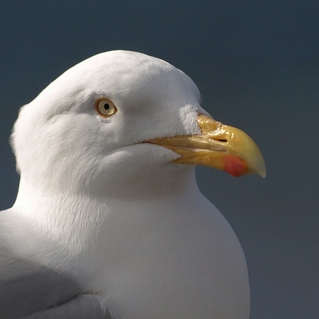 20110317-Fortrose-P3171407