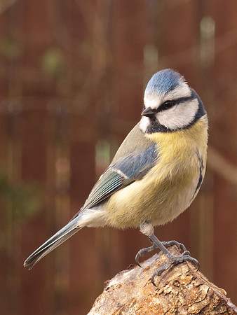 20110326-Garden Birds-P3261614