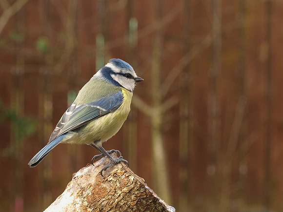 20110326-Garden Birds-P3261617a-2