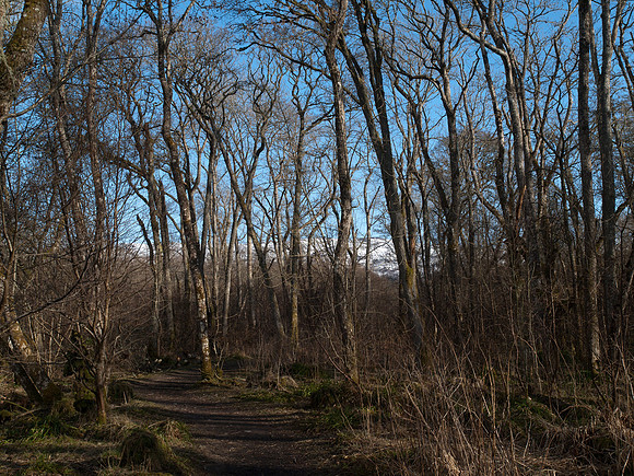 20110318-Moon-P3181470