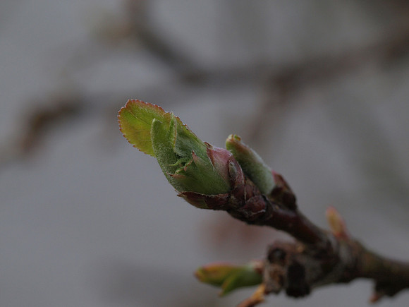 20110325-Garden-P3251579