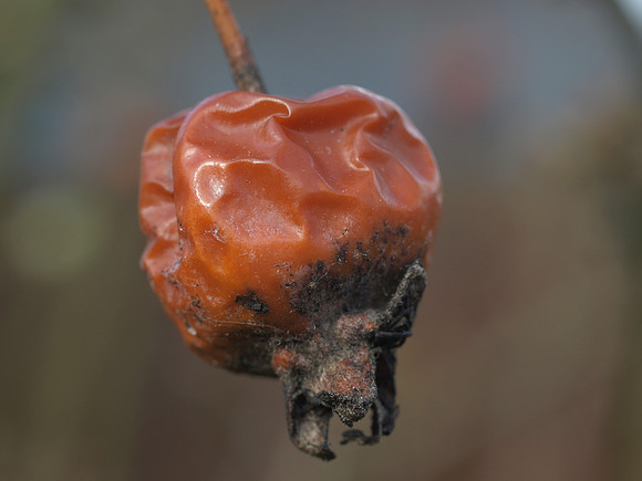 20110325-Garden-P3251582