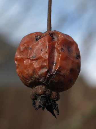 20110325-Garden-P3251587