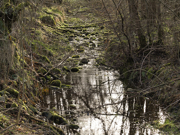 20110311-Urquhart Bay Woods-P3111318