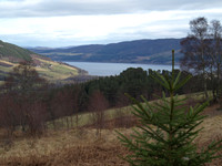 20110304-Urquhart Bay Woods-P3041018
